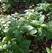 Dogs Mercury - an ancient woodland indicator – Bradwell Abbey